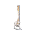 Spine model with femoral heads