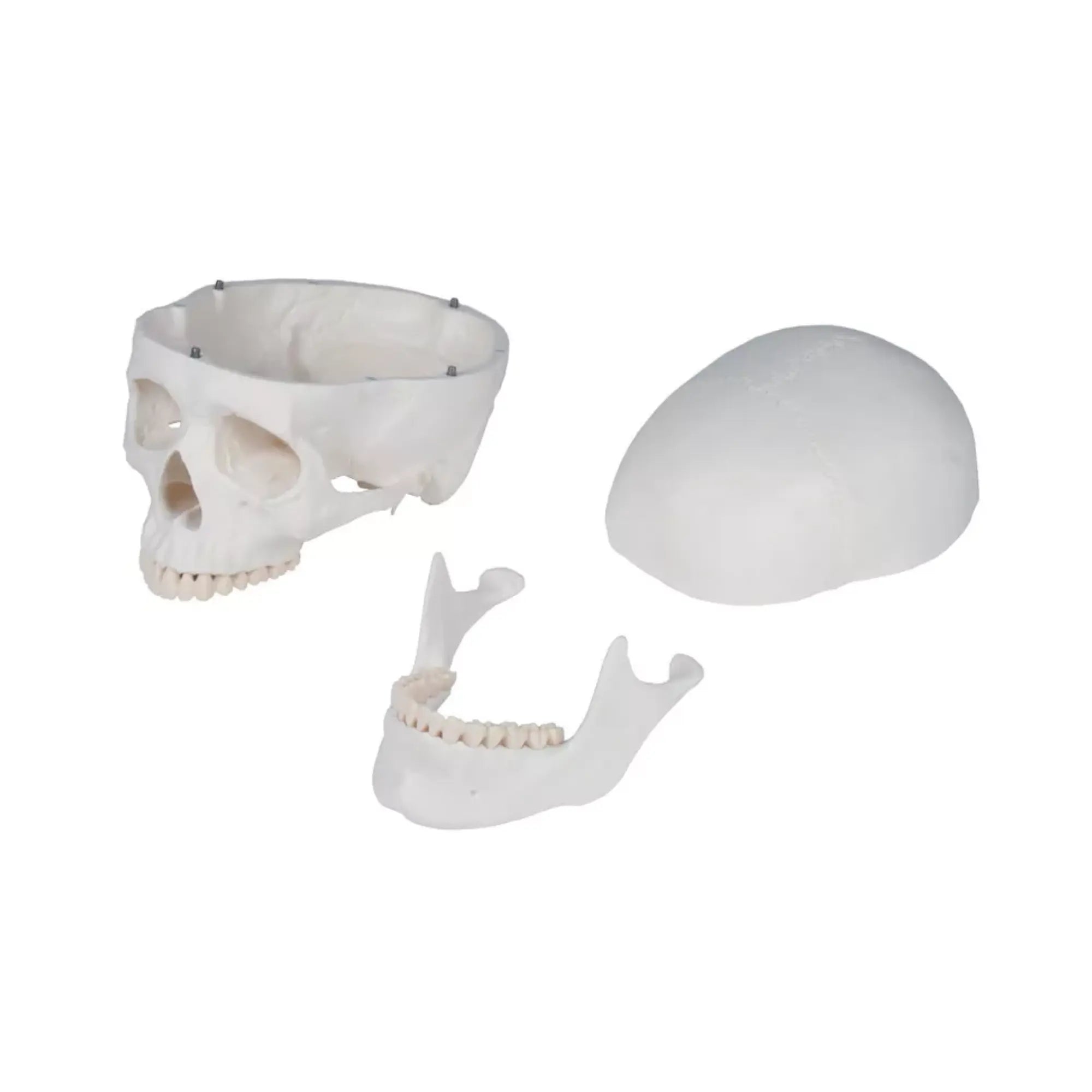 Squelette corps humain 1m78 Oscar Ruck 