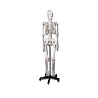 Classic human body skeleton