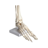 Squelette du pied articulé - My Podologie