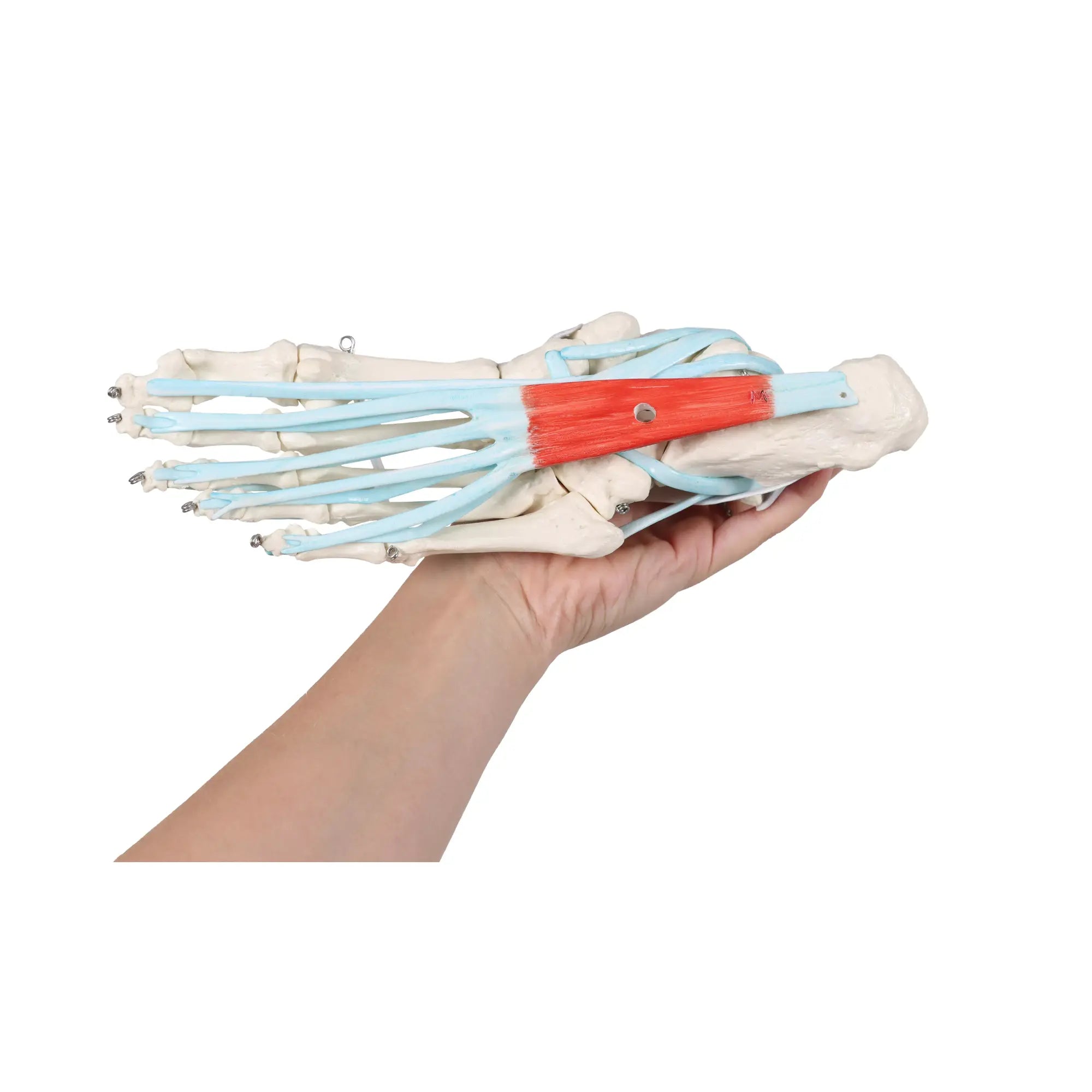 Squelette du pied avec ligaments et muscles My Podologie 