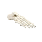 Classic foot skeleton with numbered bones
